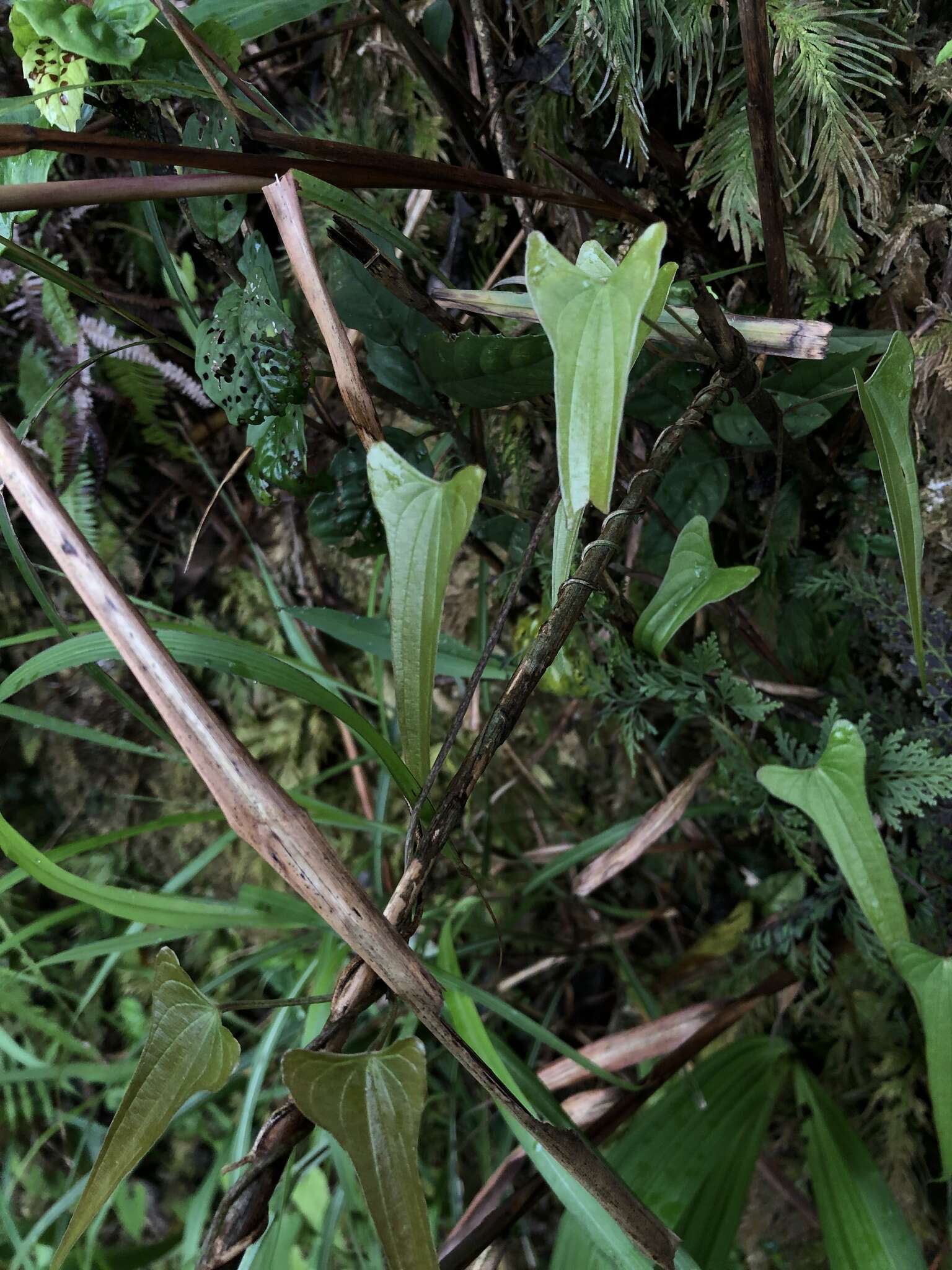 صورة Dioscorea hamiltonii Hook. fil.