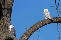 Image of Snowy Owl