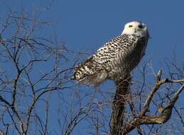 Image of Snowy Owl