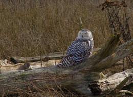 Image of Snowy Owl