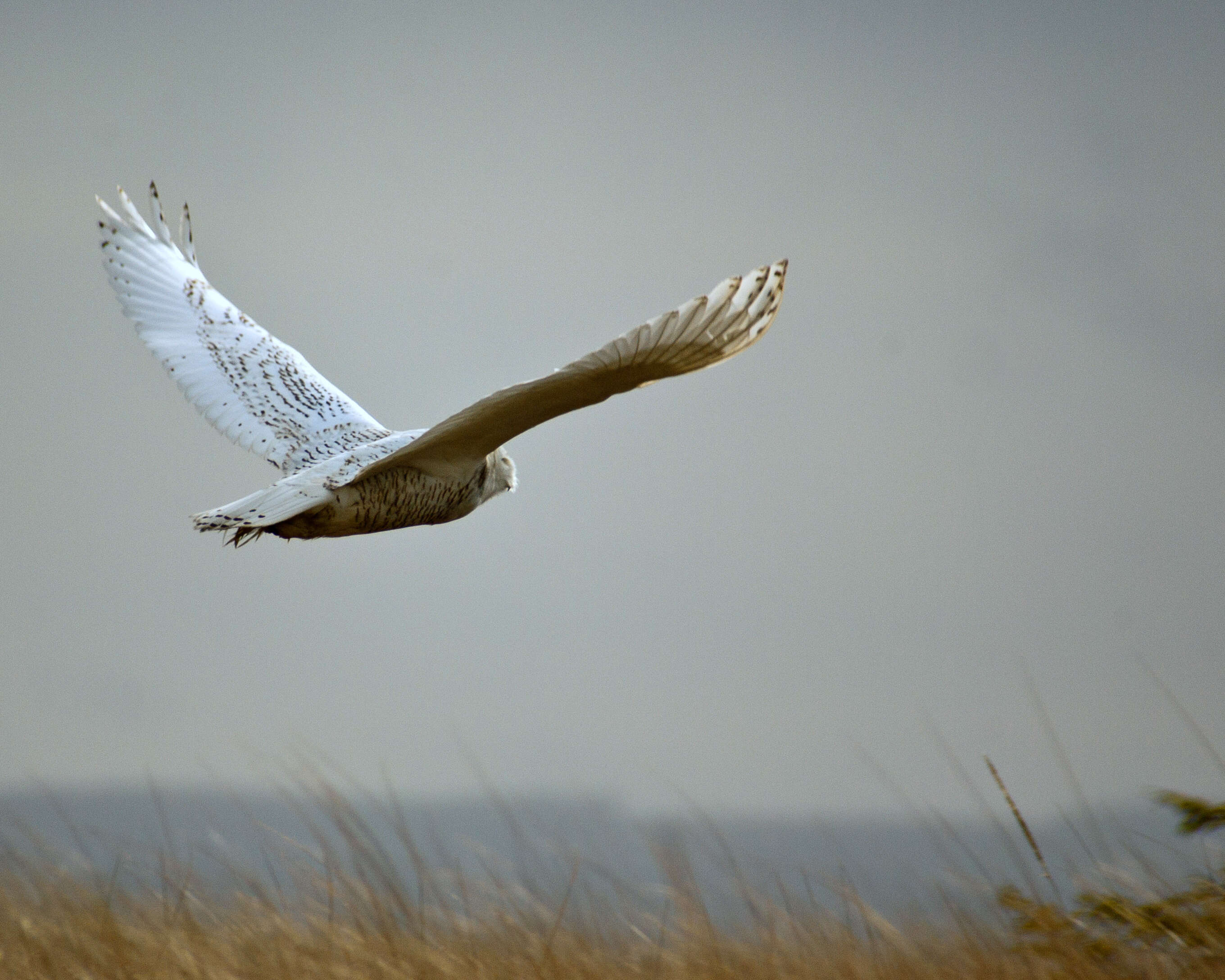 Image of Snowy Owl