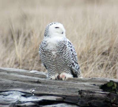 Image of Snowy Owl