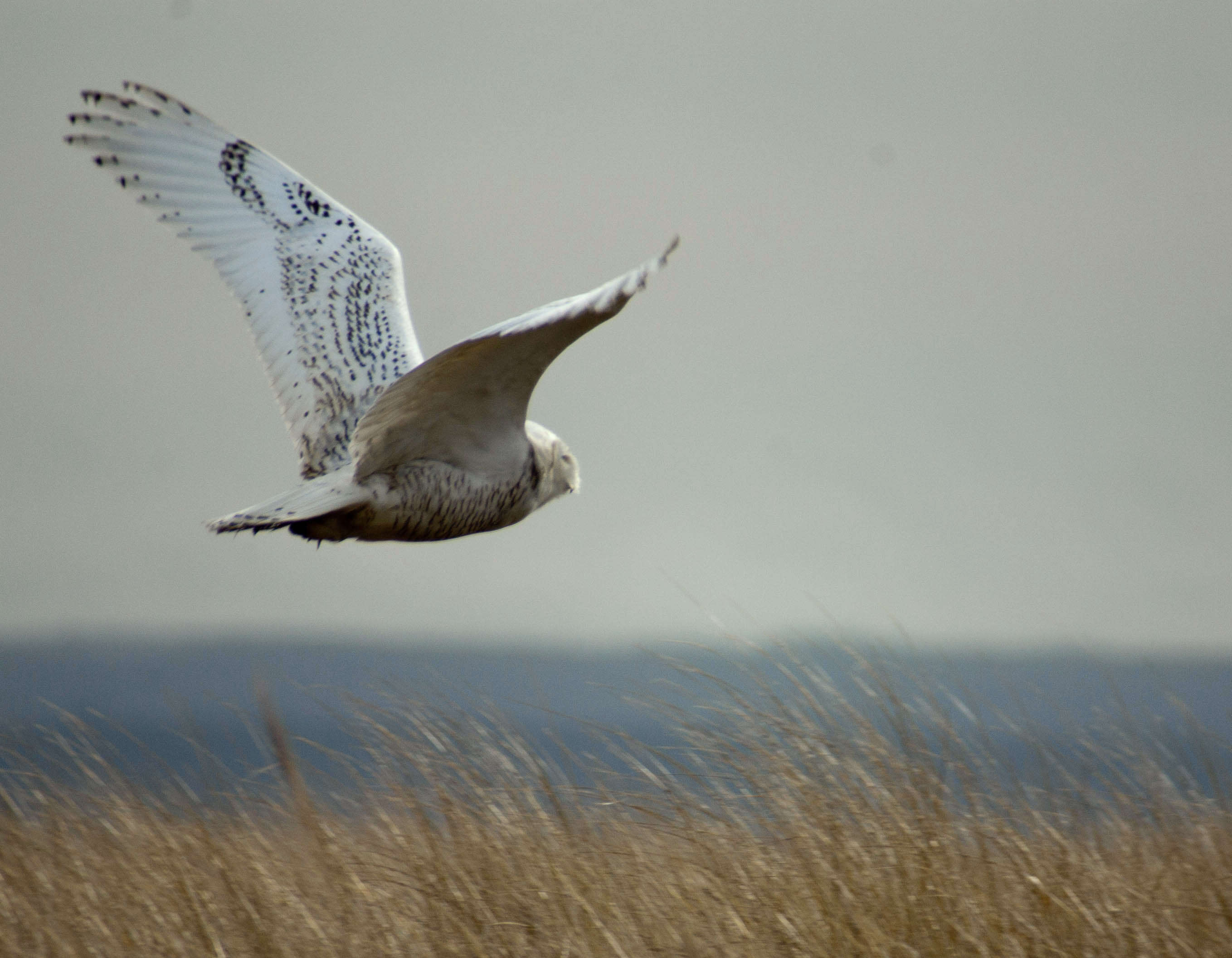 Image of Snowy Owl