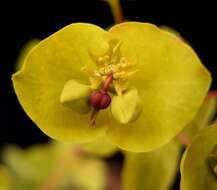 Image of Wood Spurge