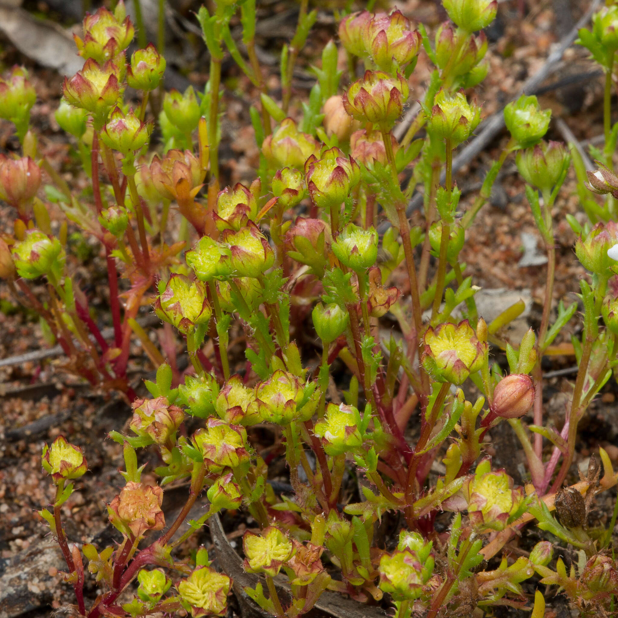 Image of Brachyscome perpusilla (Steetz) J. Black