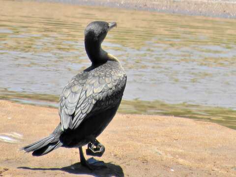 Image of Phalacrocorax carbo lucidus