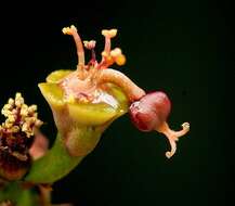 Image de Euphorbia decidua P. R. O. Bally & L. C. Leach