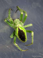 Image of Colaranea melanoviridis Court & Forster 1988