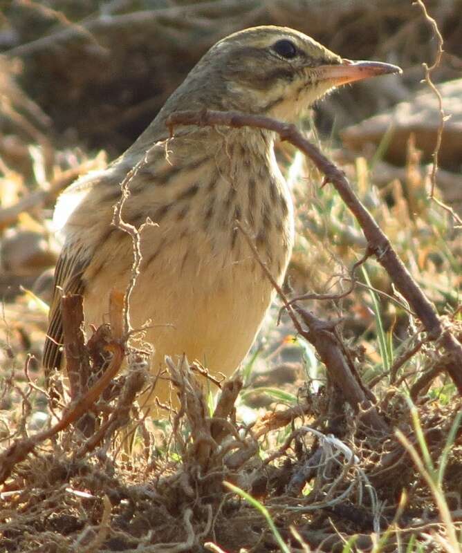 Image of Nicholson's Pipit