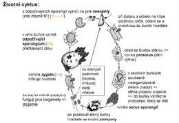 Image of chitridiomycetes