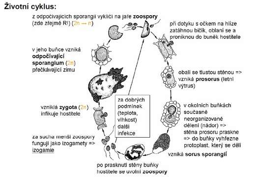 Image of chitridiomycetes