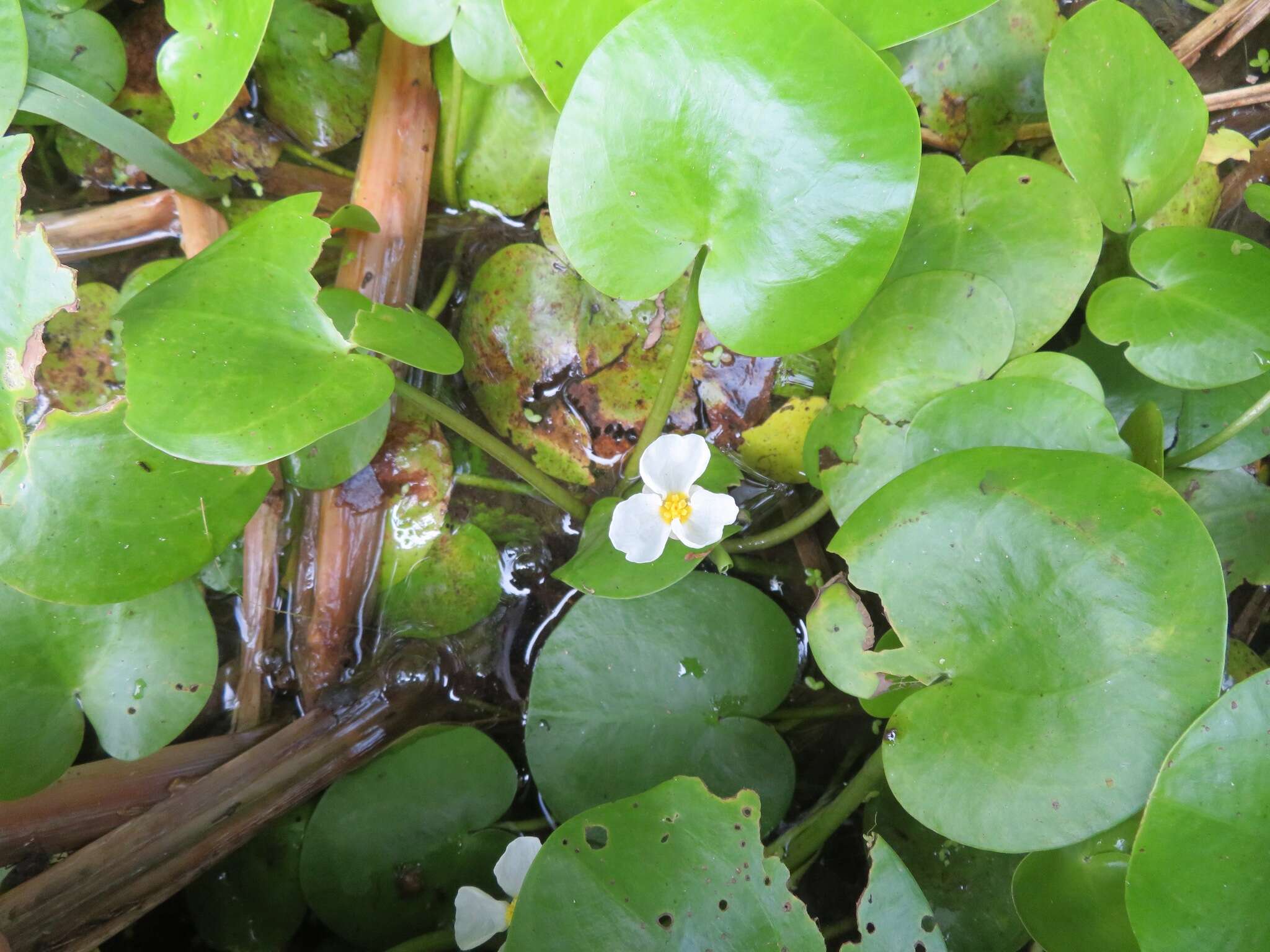 Image of Hydrocharis dubia (Blume) Backer