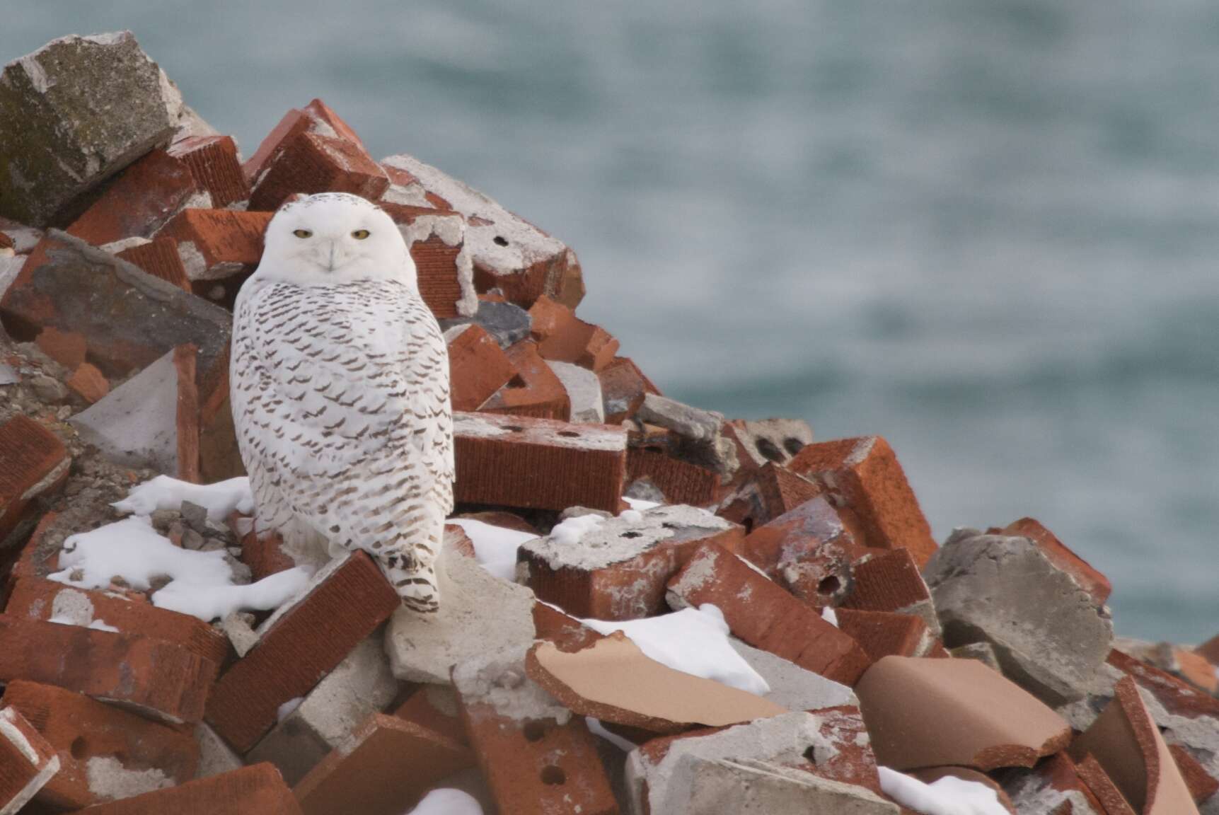 Image of Snowy Owl