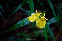 Image of Caulokaempferia phuluangensis Picheans. & Mokkamul