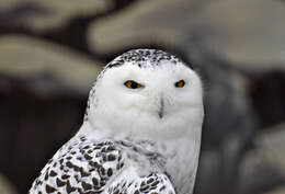 Image of Snowy Owl