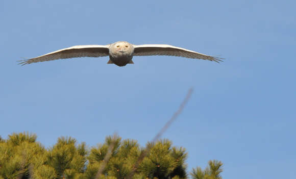 Imagem de Bubo scandiacus (Linnaeus 1758)