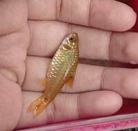 Image of Greenstripe barb