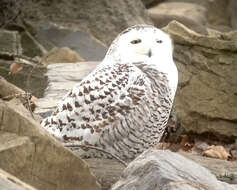 Image of Snowy Owl