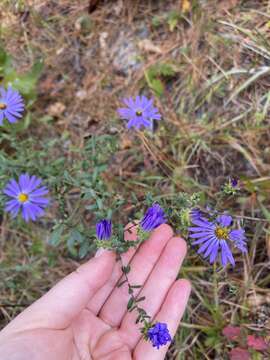 Image de Symphyotrichum grandiflorum (L.) G. L. Nesom