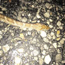 Image of Great Plains Rat Snake