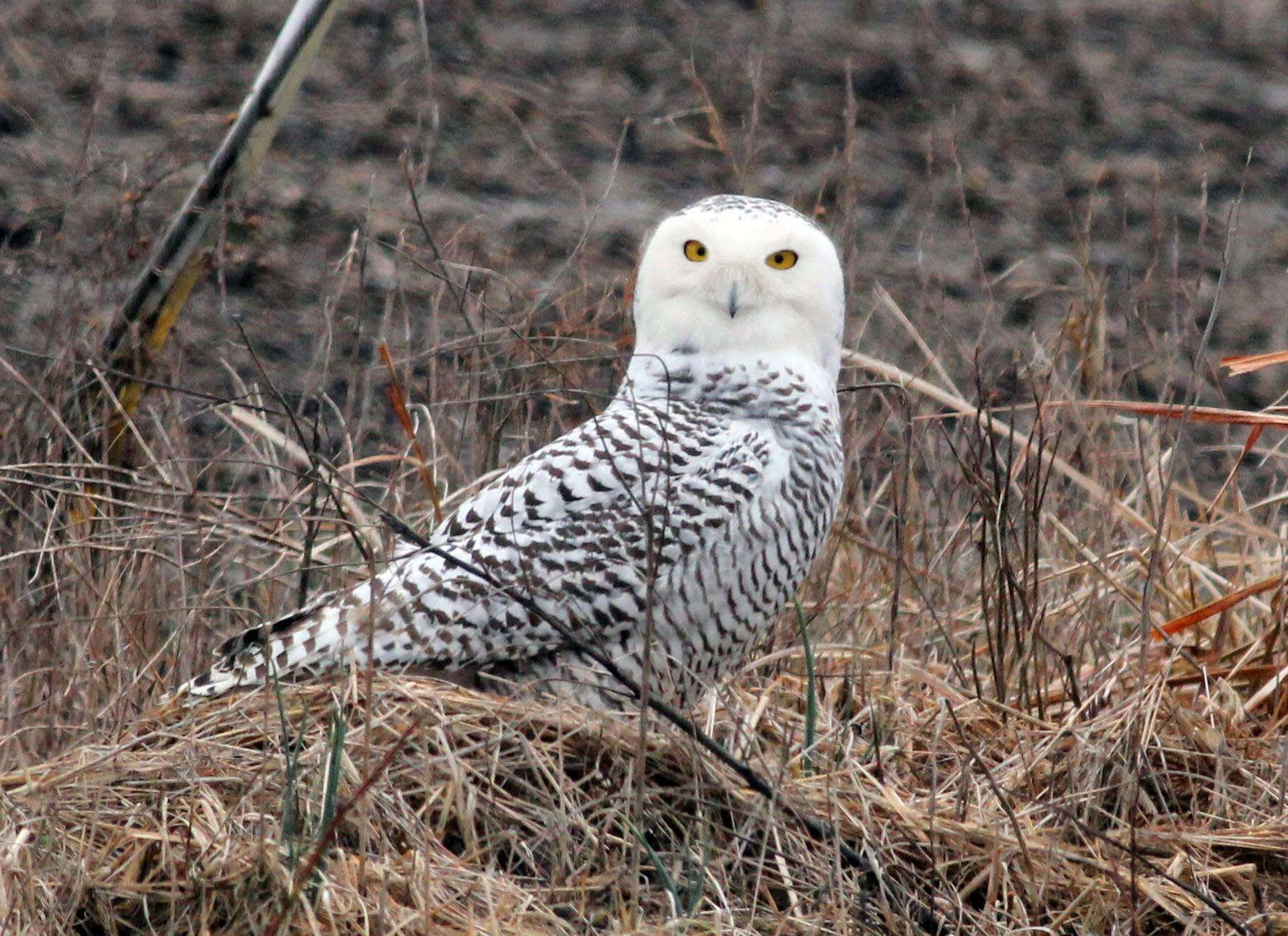 Imagem de Bubo scandiacus (Linnaeus 1758)