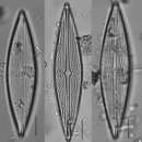 Image de Brachysira serians (Brébisson) Round & D. G. Mann 1981