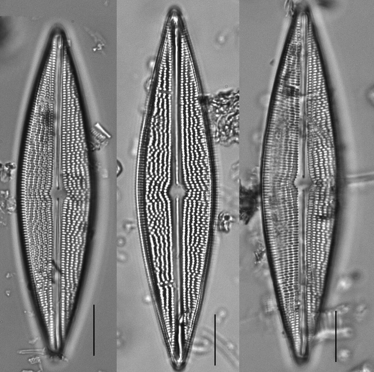 Image of Brachysira serians (Brébisson) Round & D. G. Mann 1981