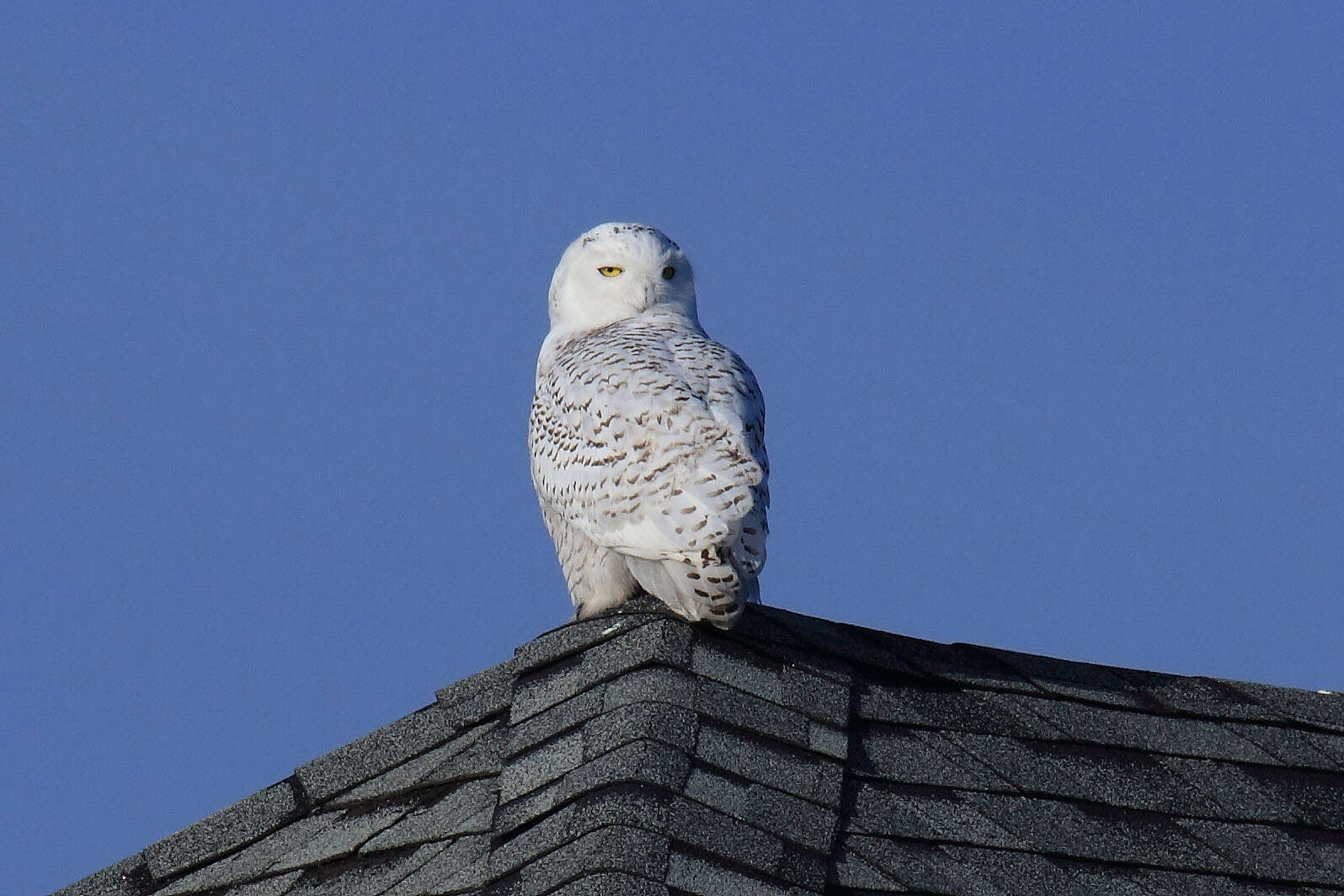 Imagem de Bubo scandiacus (Linnaeus 1758)