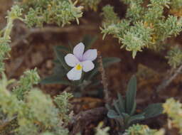 Image of Viola guaxarensis