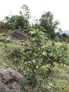 Imagem de Clerodendrum fortunatum L.