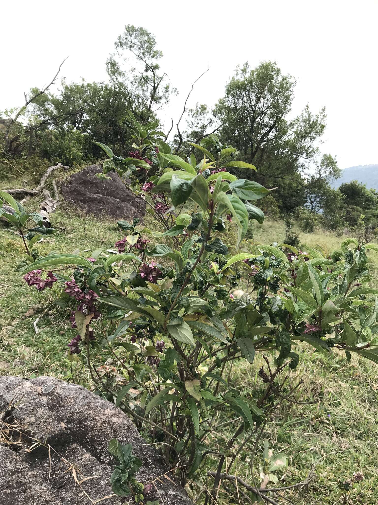 Image of Clerodendrum fortunatum L.