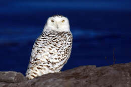 Image of Snowy Owl