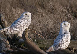 Imagem de Bubo scandiacus (Linnaeus 1758)