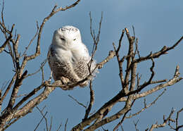 Imagem de Bubo scandiacus (Linnaeus 1758)