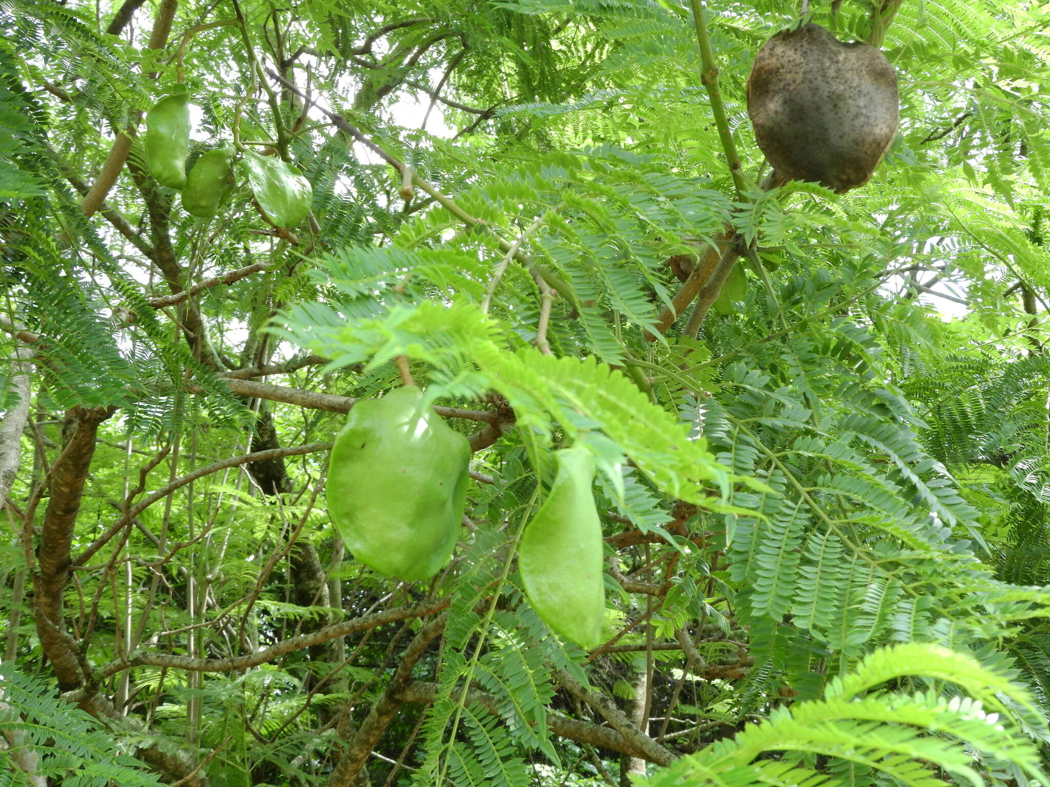 藍花楹的圖片