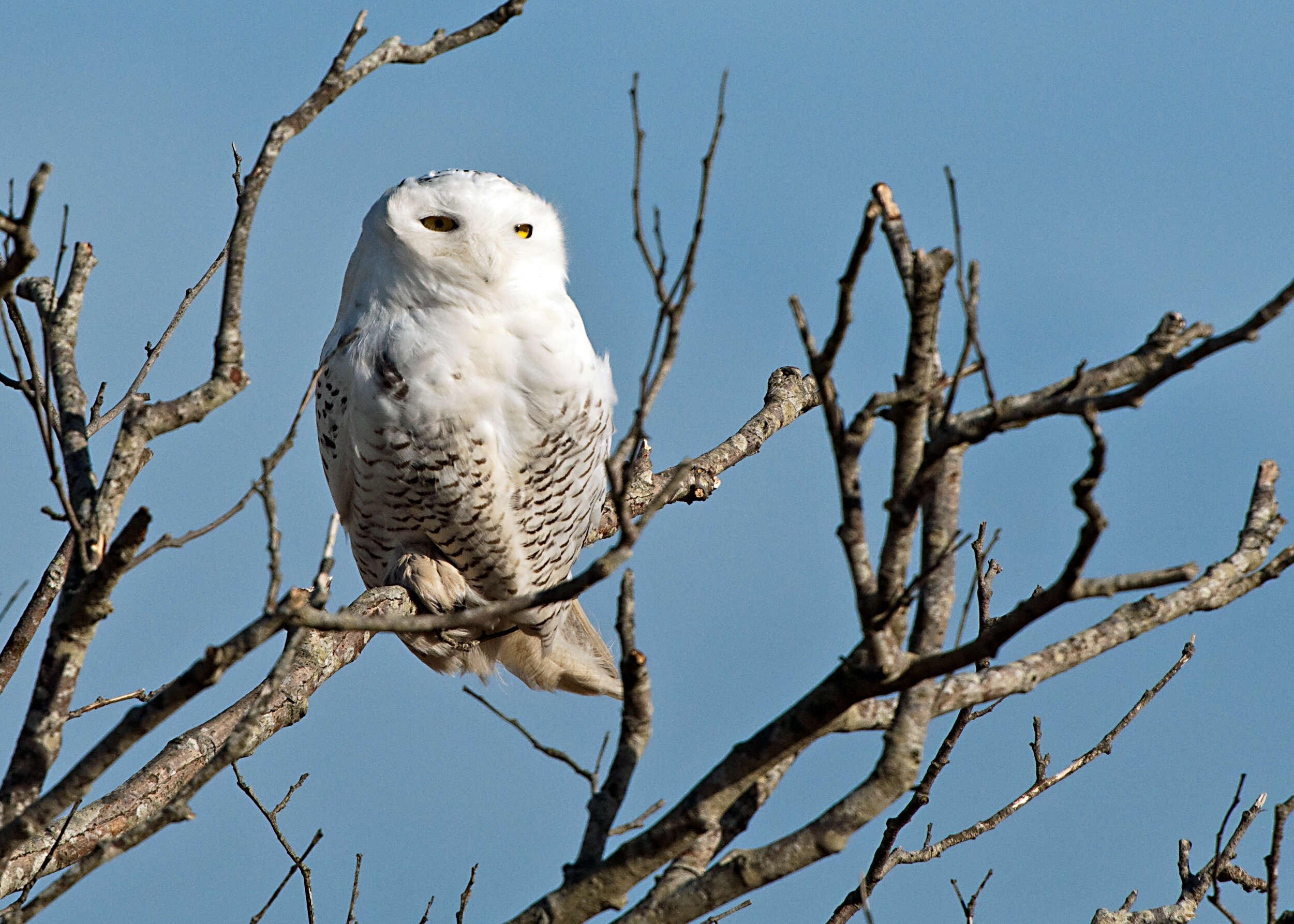 Image of Snowy Owl