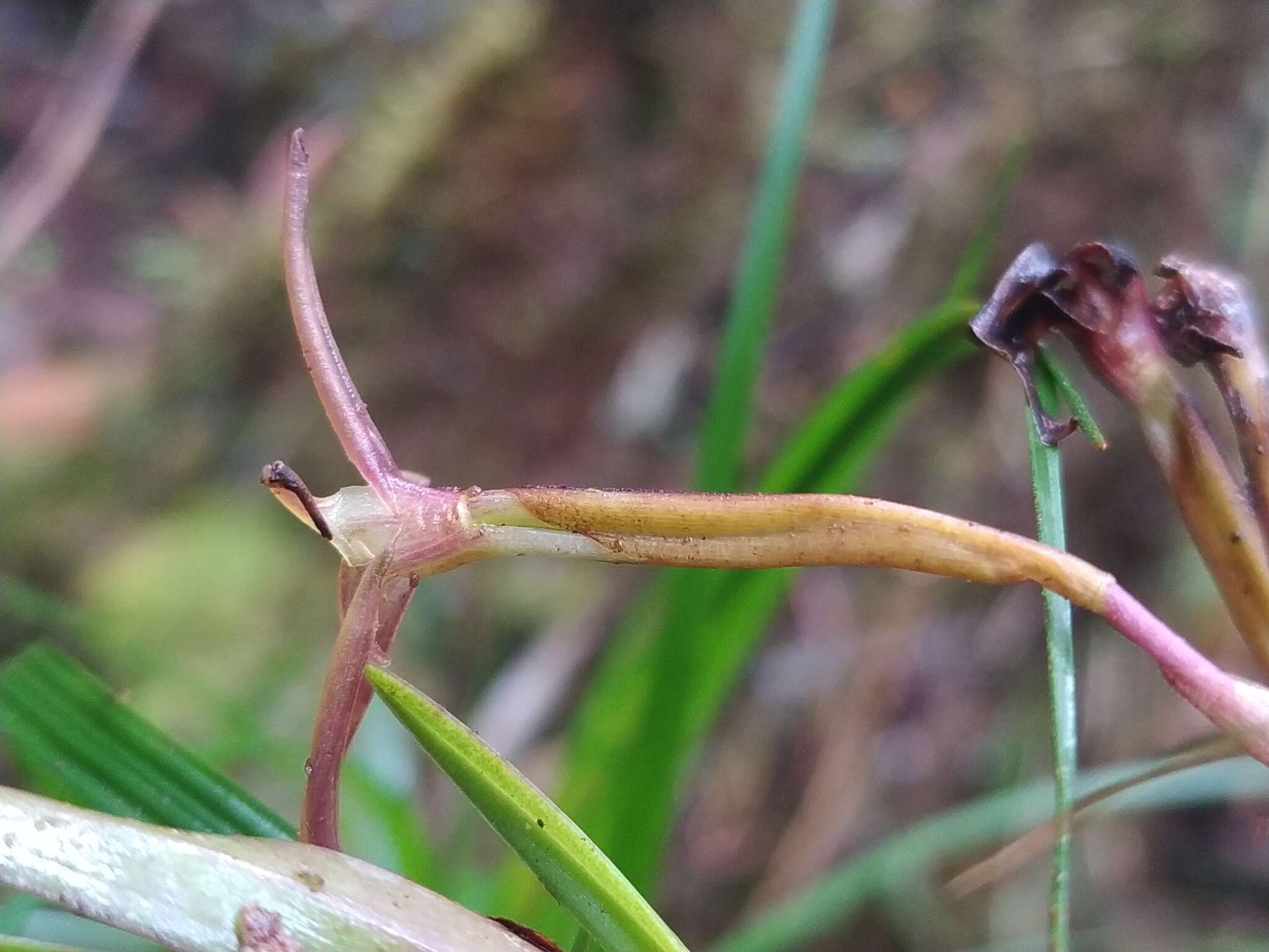 Image of Maxillaria amplifoliata Molinari