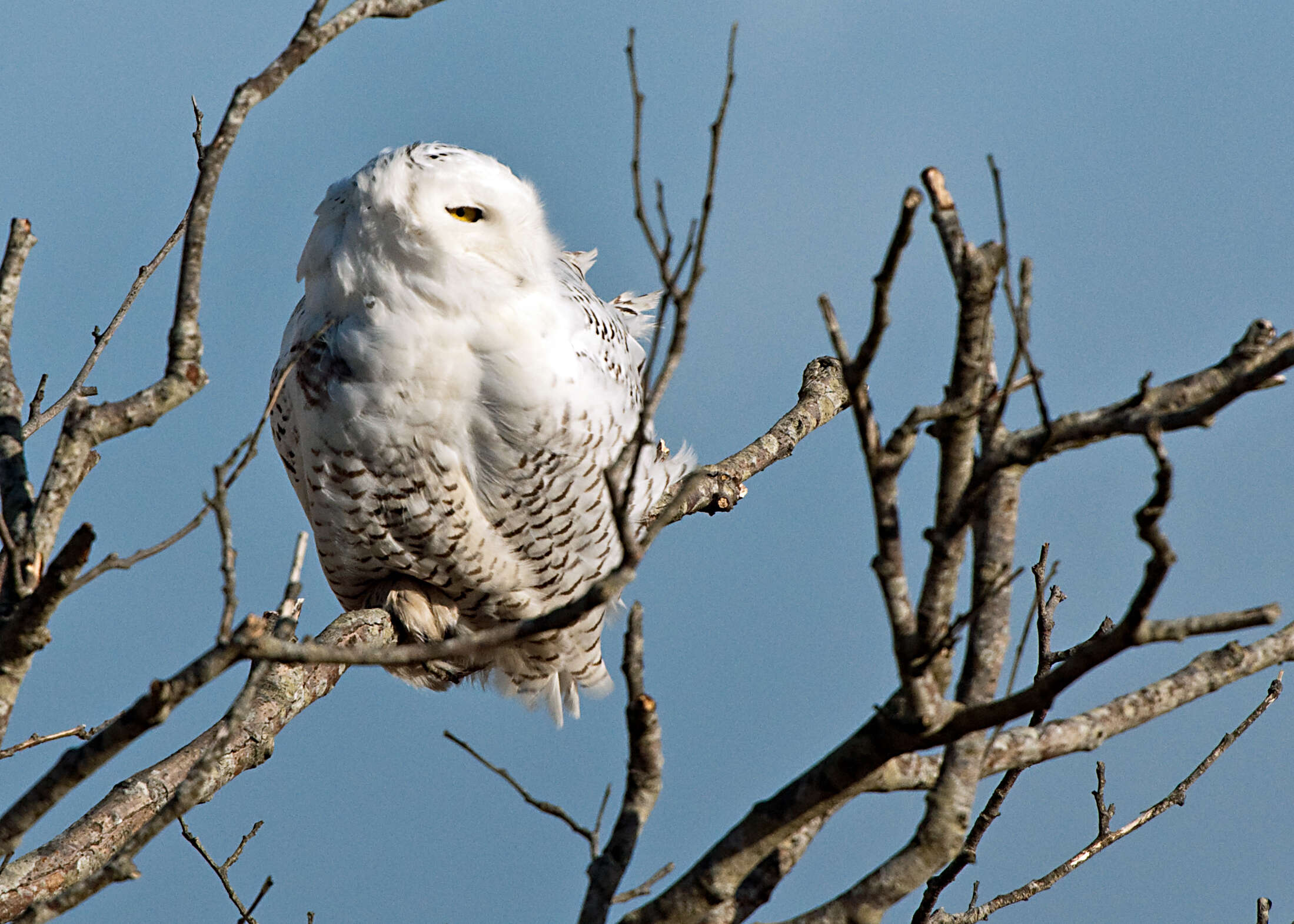 Image of Snowy Owl