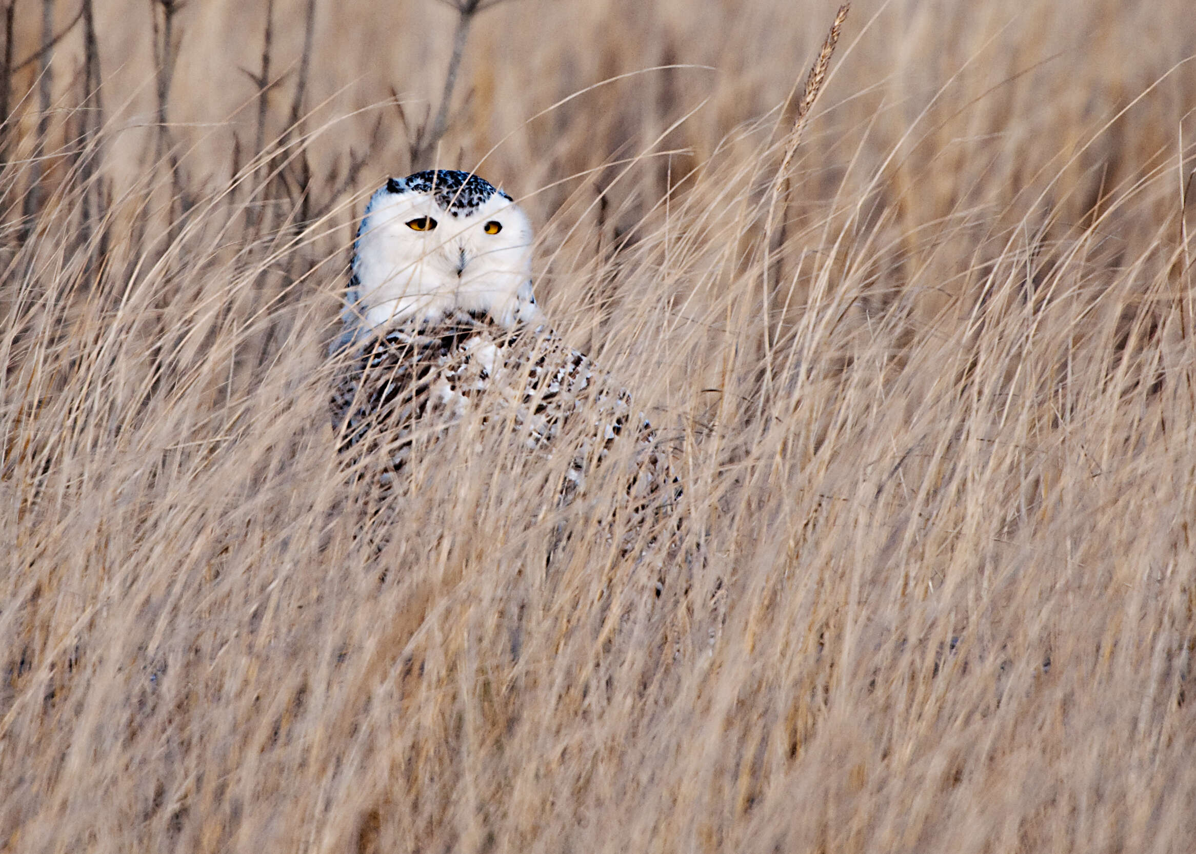 Image of Snowy Owl