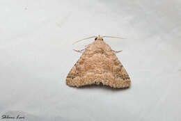 Pericyma albidentaria Freyer 1841 resmi