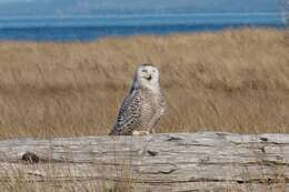 Imagem de Bubo scandiacus (Linnaeus 1758)