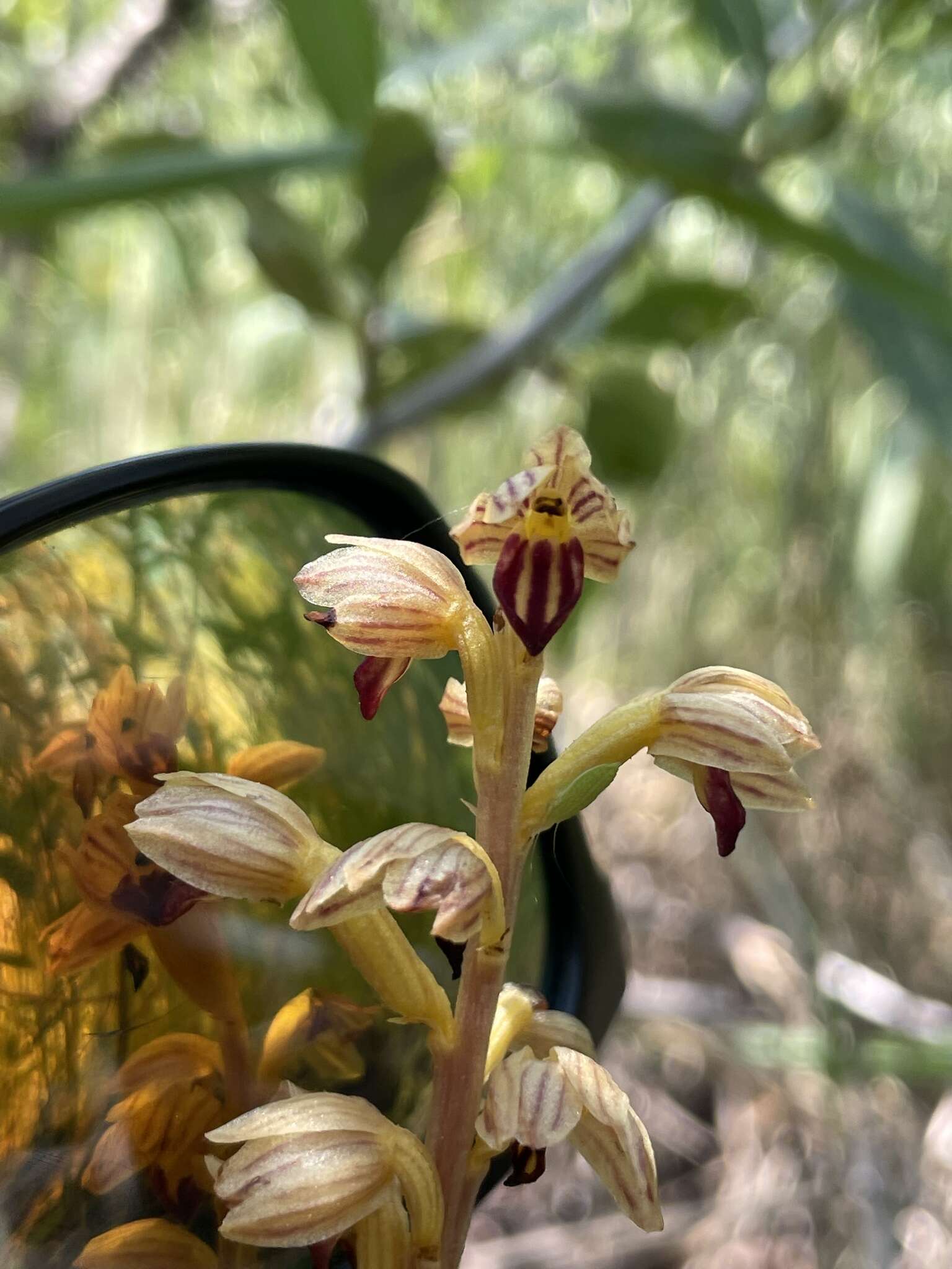 Image of Vreeland's coralroot