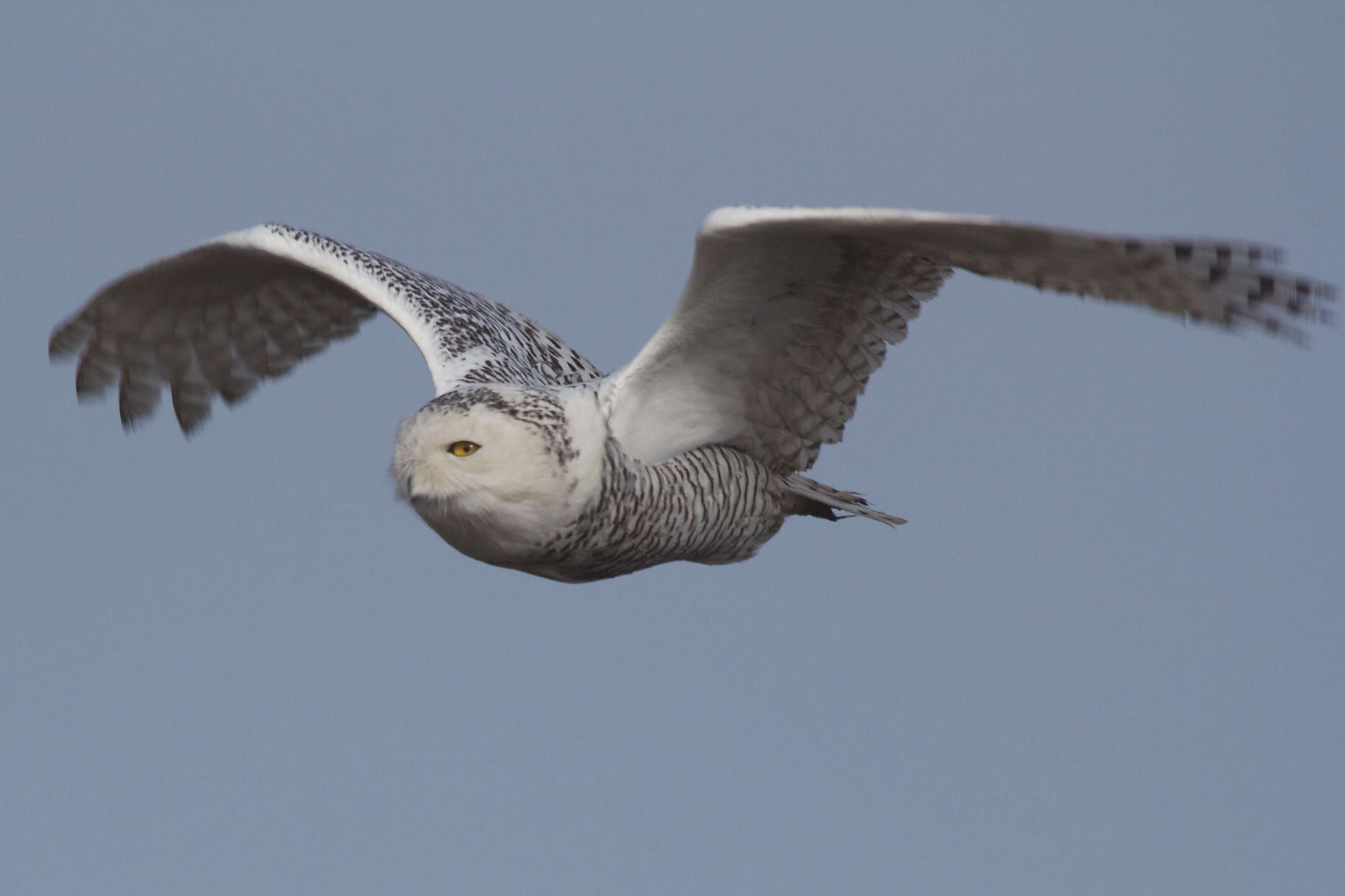 Imagem de Bubo scandiacus (Linnaeus 1758)