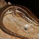 Image of Western three-striped skink