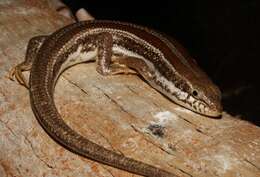 Image of Western three-striped skink