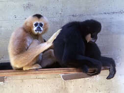 Image de gibbons