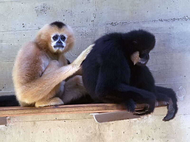 Image de gibbons