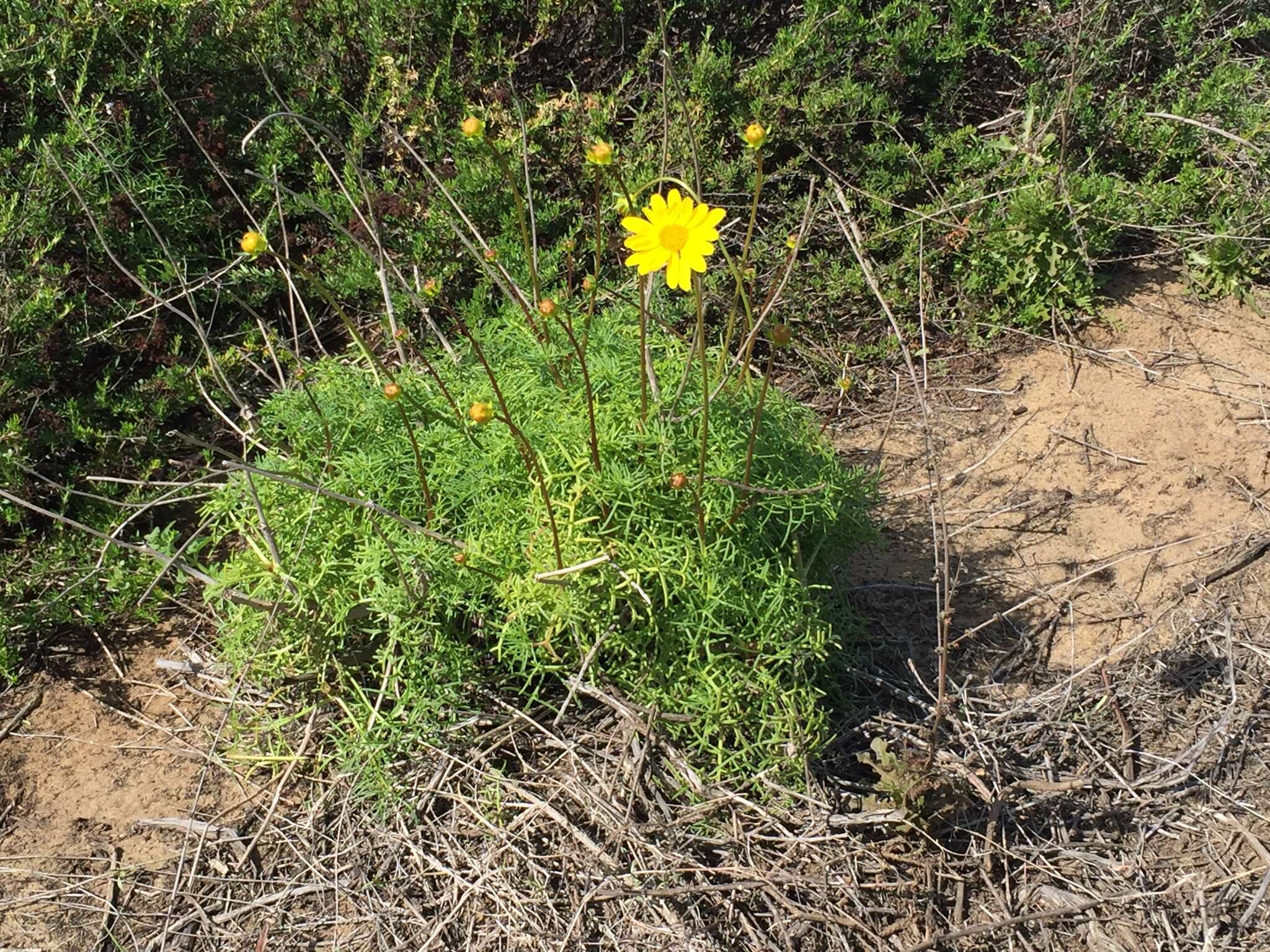 Image de Coreopsis maritima (Nutt.) Hook. fil.