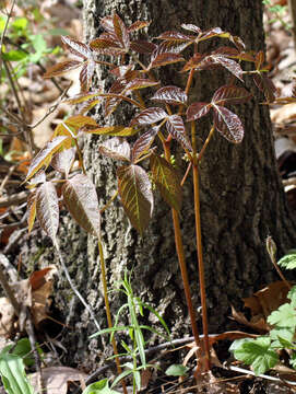 Aralia nudicaulis L.的圖片