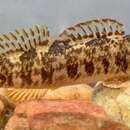 Image of Tuckasegee darter